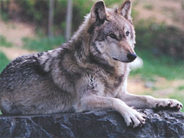 Feds hold hearing tonight on wolf delisting