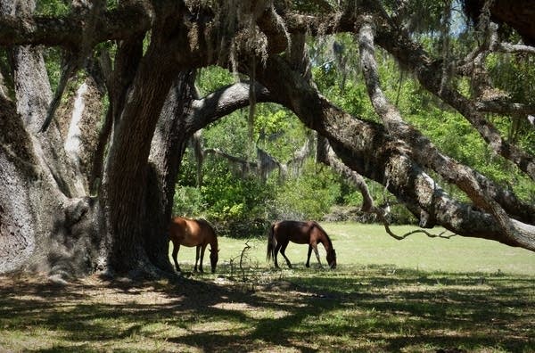 Two wild horses graze in the shade of a tree drooping with Spanish moss