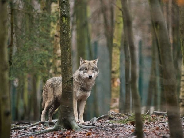 Wolves are back in Germany, but not always welcome