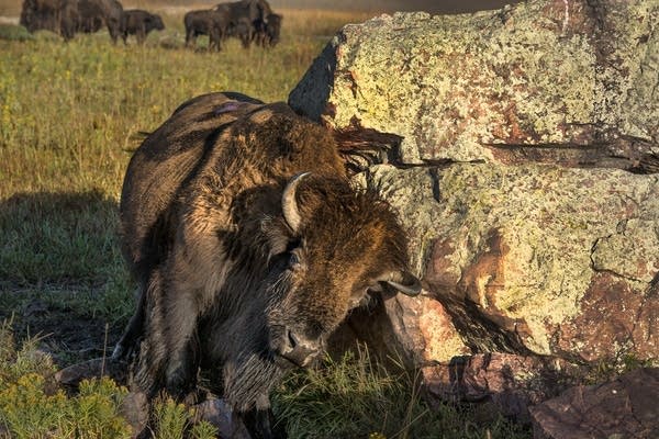 A bison rubs against a boulder.