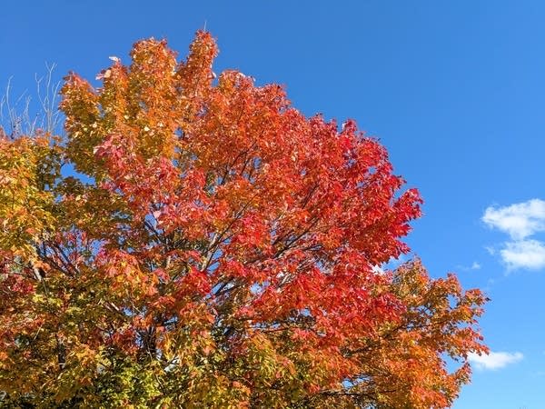 Vibrant red sugar maple