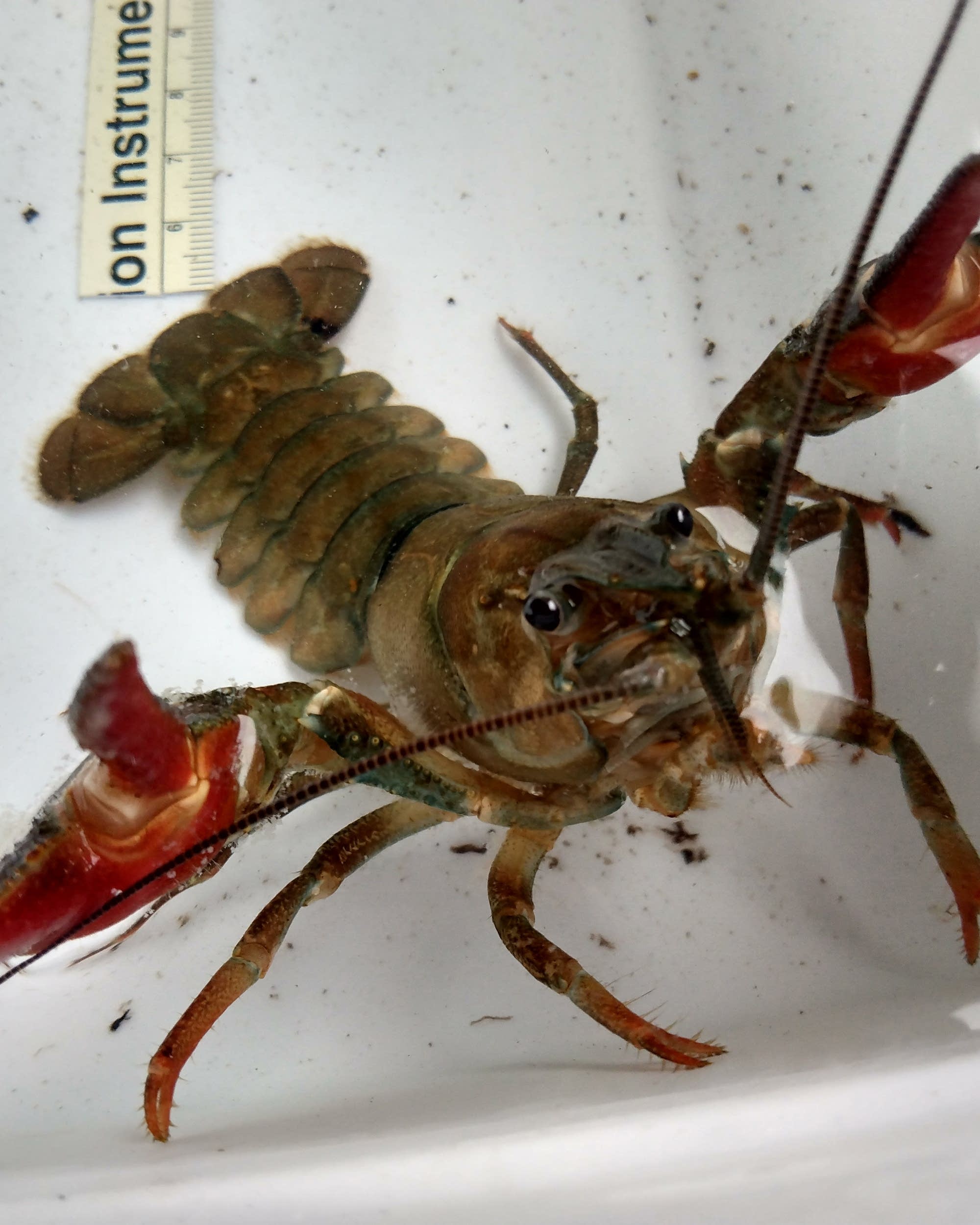 New invasive crayfish found in Minnesota lake | MPR News