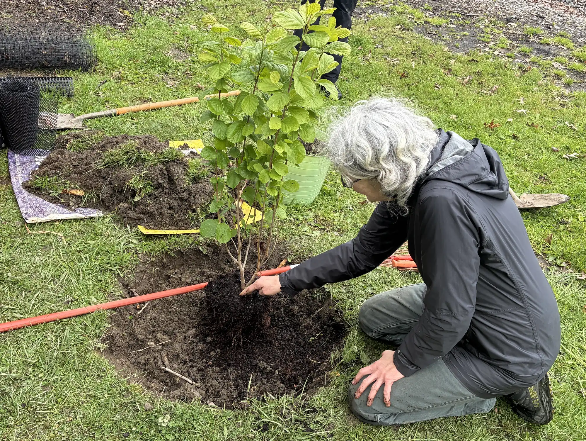 grosse olivenbaum kaufen XXL Olivenbaum 25-30 Jahre alt kaufen - 160 cm Hochstamm