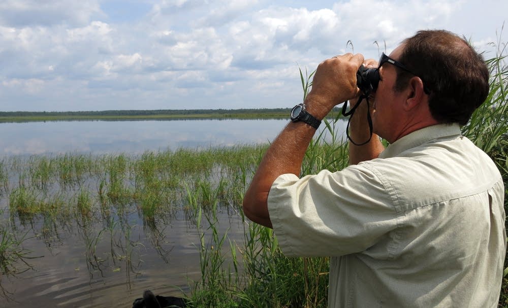 Wild rice takes a hit after stormy spring Minnesota Public Radio News