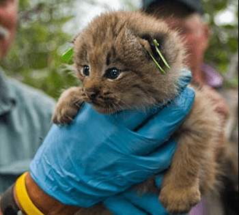 A Canada lynx kitten is measured by a wildlife biologist