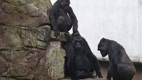 zoo-gorilla-death