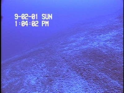 Bottom trawling tracks, Oculina Bank, Florida.