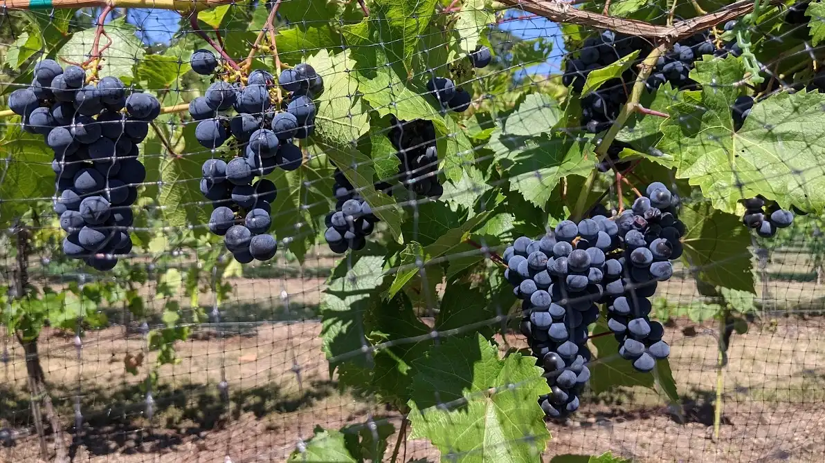 Super warm summer great for Minnesota apples and wine grapes MPR News