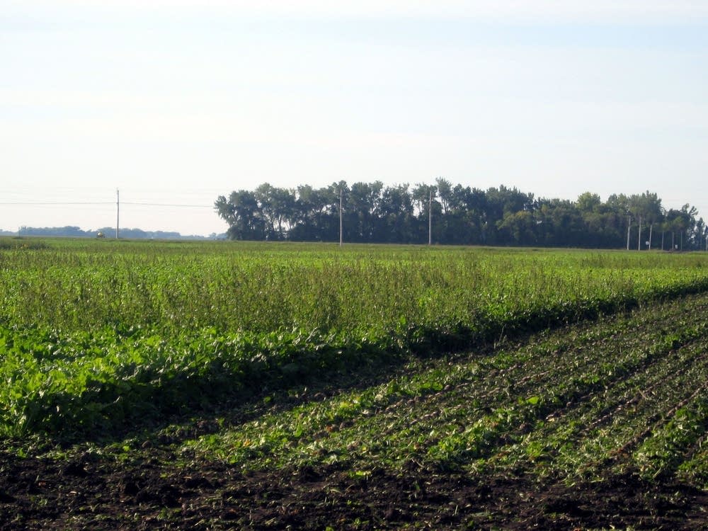 Weedy field
