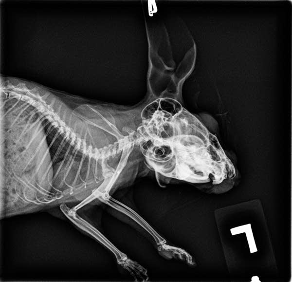 Odd, eerie and cool Minnesota Zoo shares animal Xrays MPR News