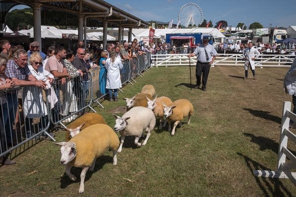 British farmers warn trade deals could threaten livelihoods