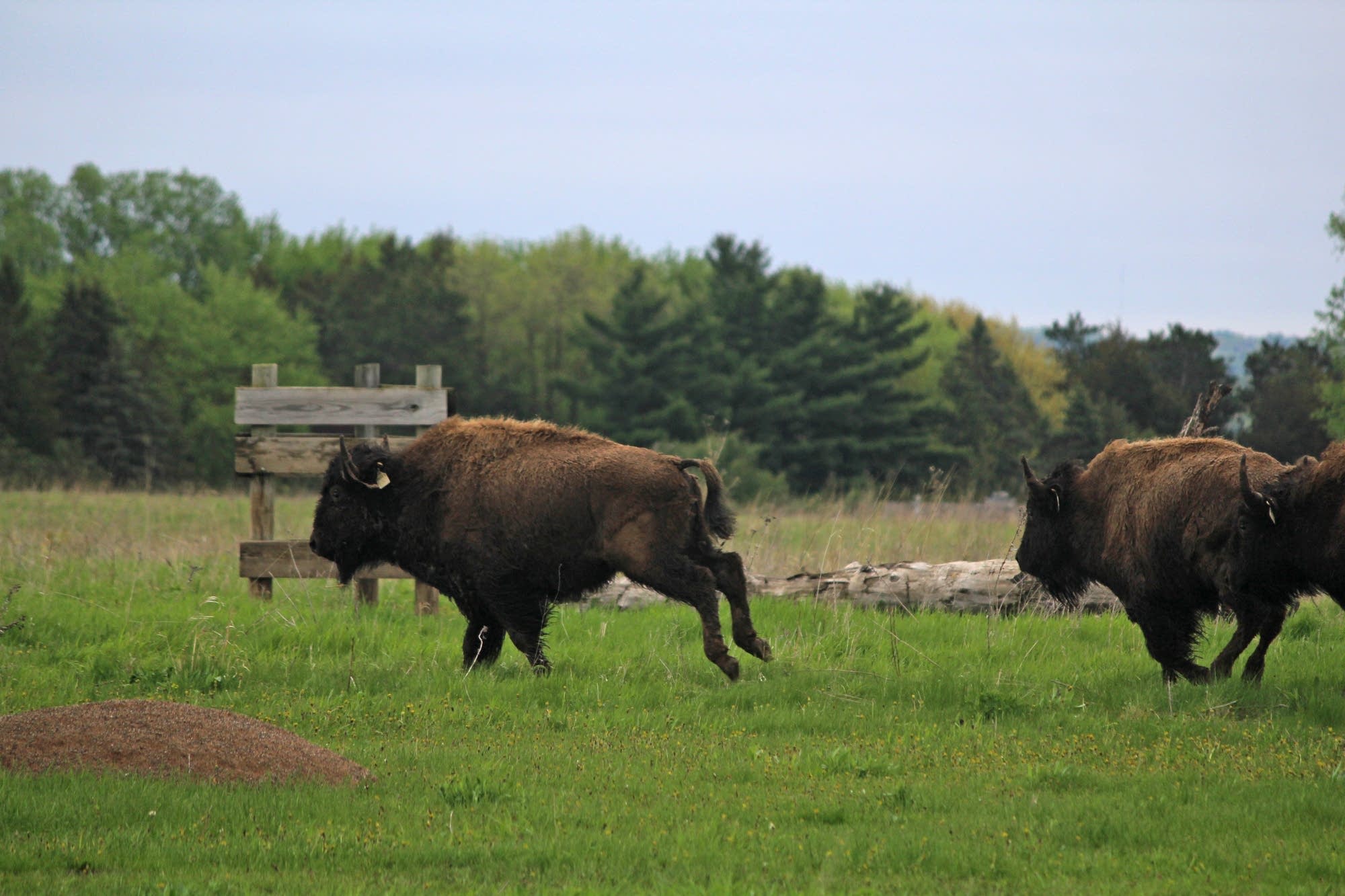 The bison released ranged from 400 to 600 pounds