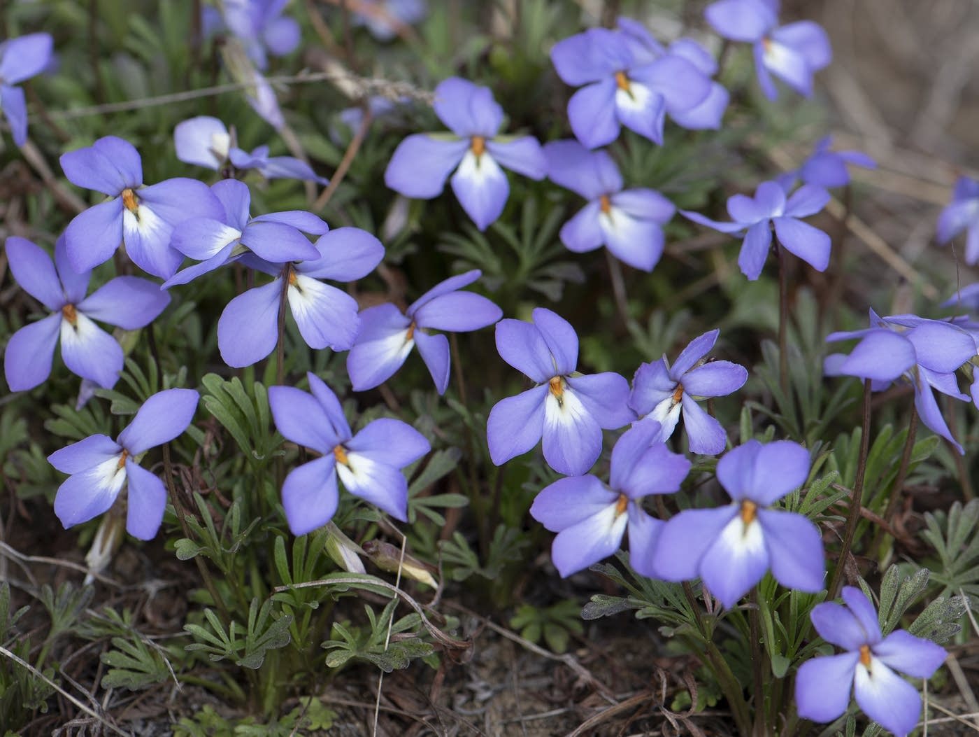 Audio postcard Early spring violets in bloom MPR News