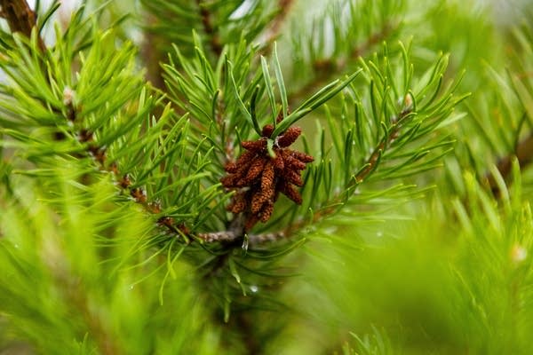 Jack pine seedlings begin to form on a young jack pine 