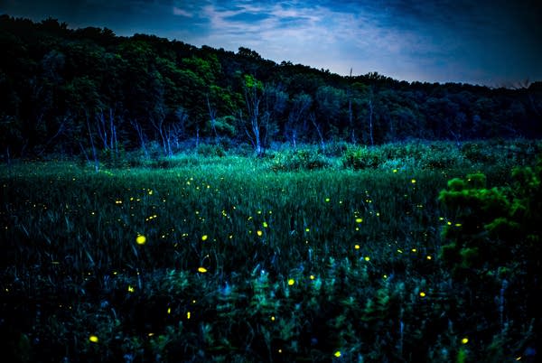 fireflies in chaska 