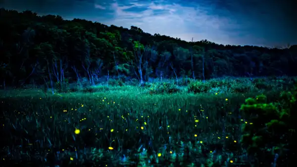 203797-20260702-fireflies-in-