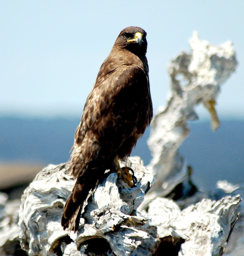 Galapagos hawk