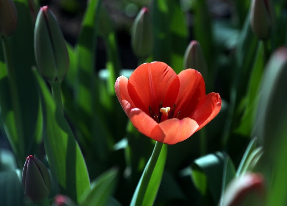 Tulip opening