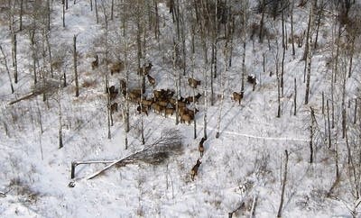 DNR will survey elk, educate Minnesotans about the ‘treasure’ of wild herds