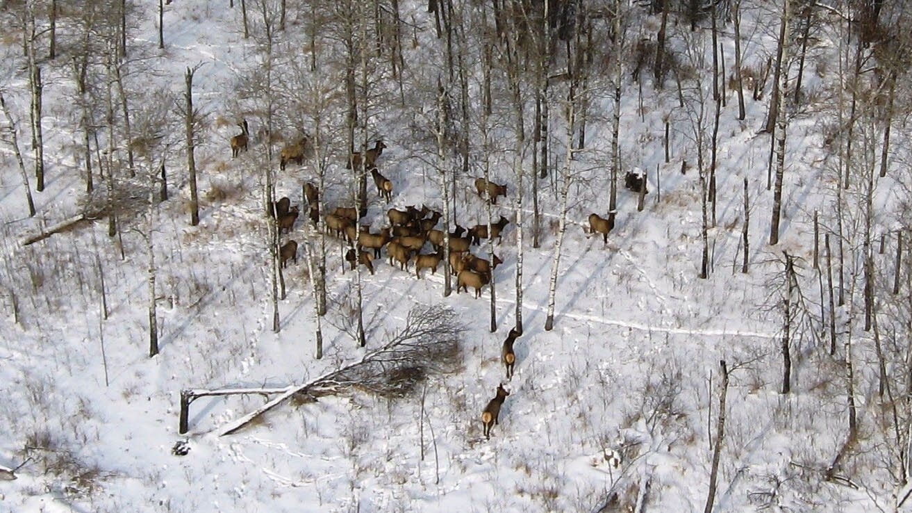State elk numbers stagnate as researchers probe why