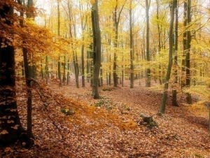 Autumn scenery