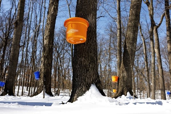 A school field trip to skigamizigan (sugar bushing) Camp