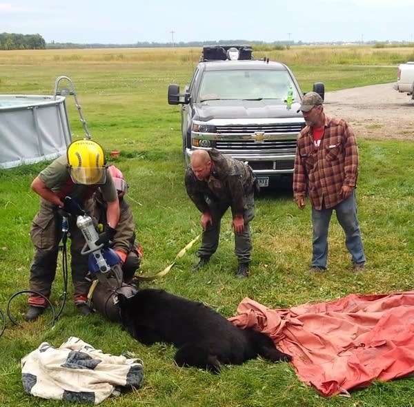 How to get a milk jug off a Minnesota bear