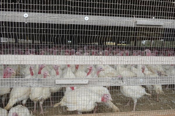 Dozens of turkeys stand in a barn behind wire fencing.