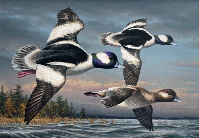 Wildlife artist Jim Hautman wins the 2025 Federal Duck Stamp