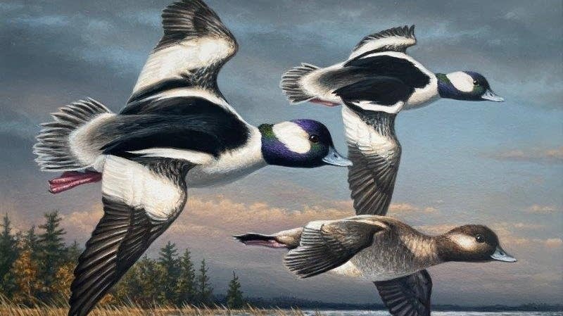 Wildlife artist Jim Hautman wins the 2025 Federal Duck Stamp Contest ...
