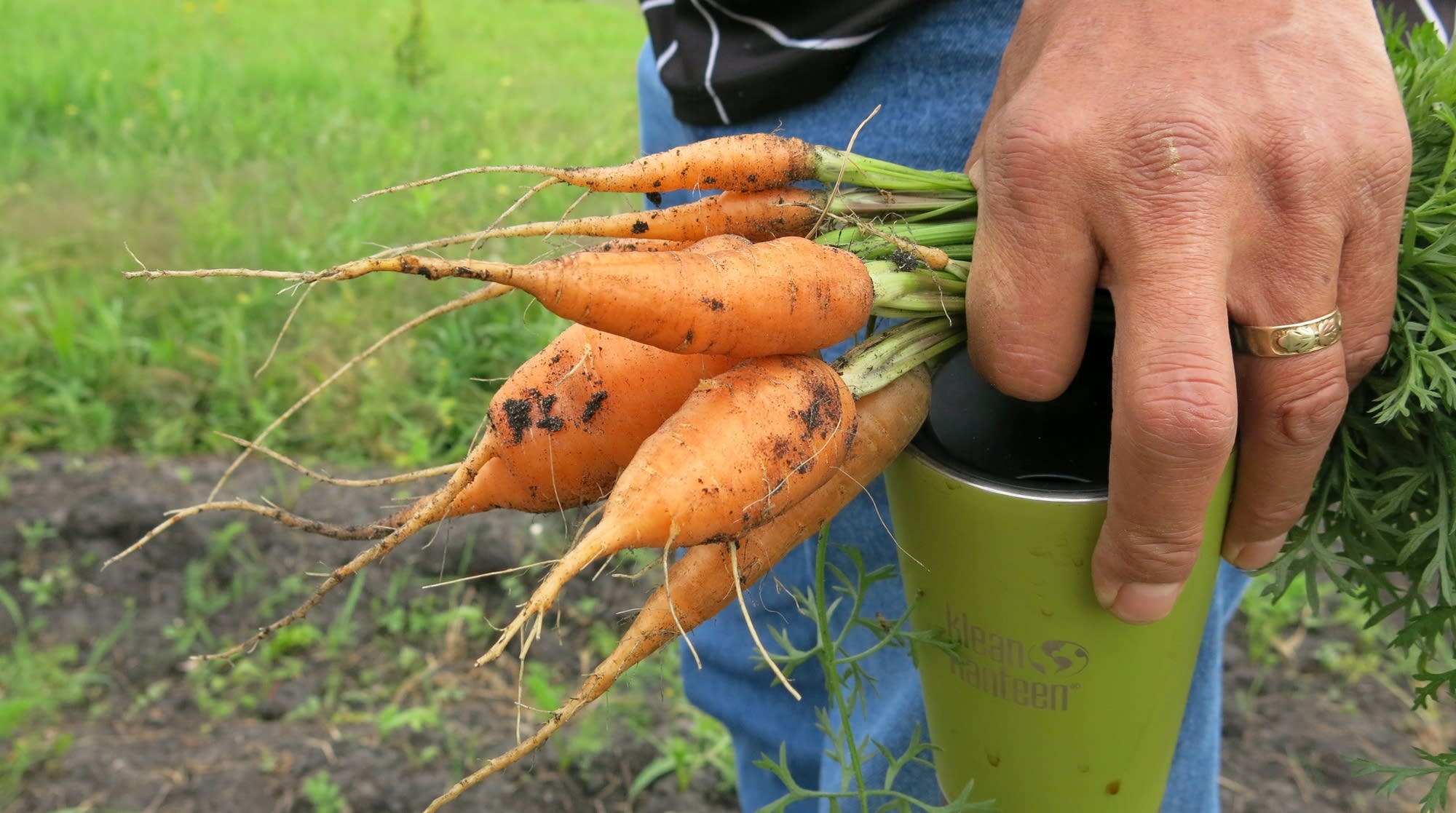 David Manuel holds carrots from the garden.