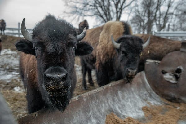 Two bison eat out of a trough.