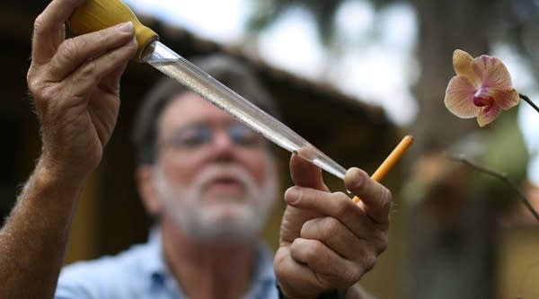 A Miami-Dade County mosquito control inspector looks at mosquito larva in a sample taken from a pool of standing water before using a pesticide. The county has been proactive in fighting the Zika virus.