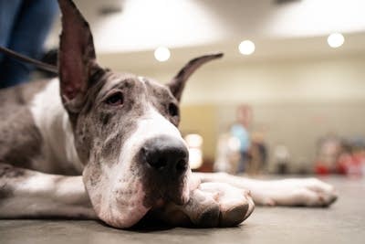 Jubilee, an 8-month-old Great Dane.