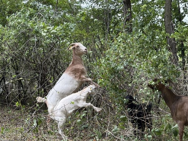 Goats graze on invasive species in a city park