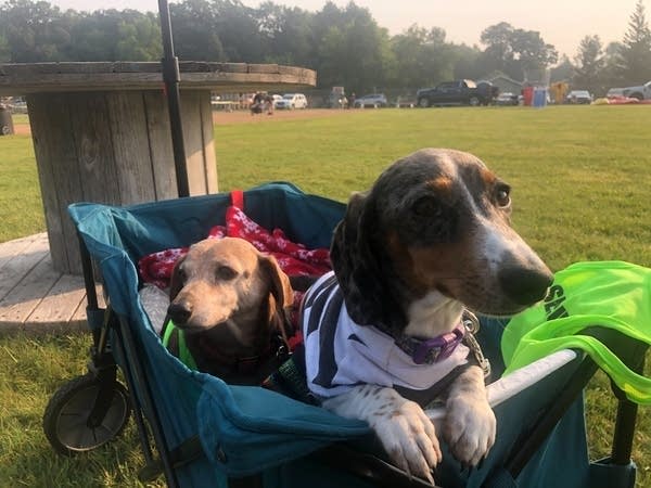 Two dogs in a wagon