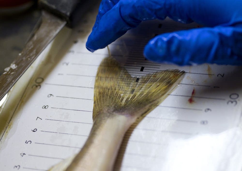 Measuring walleye