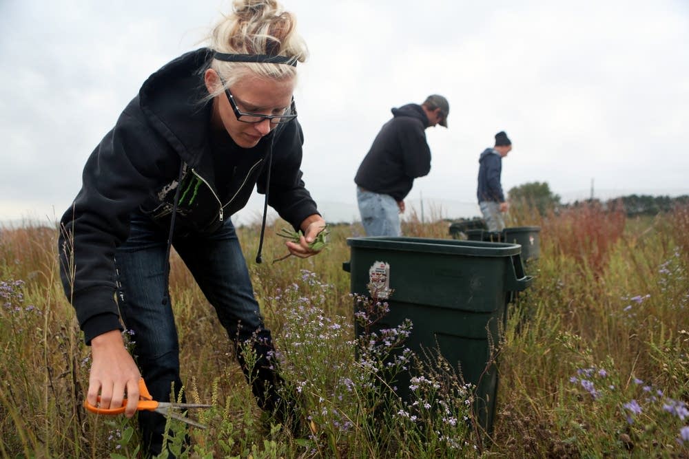 Prairie harvest