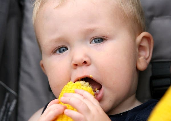 Owen Meek gets in on the corn feed.