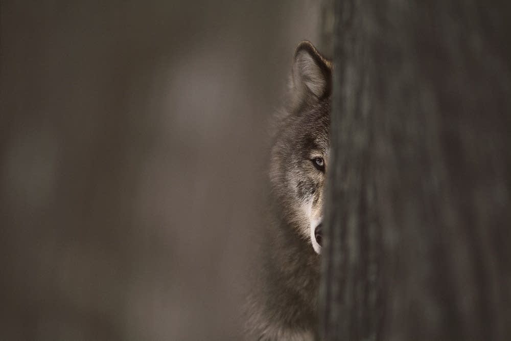 'Brother Wolf'