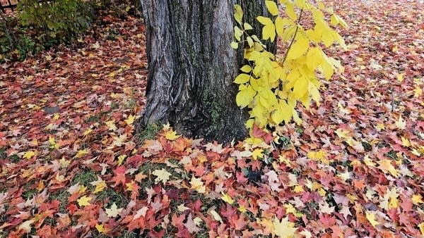 Milder temps Sunday, with rain chances highest in northern Minnesota