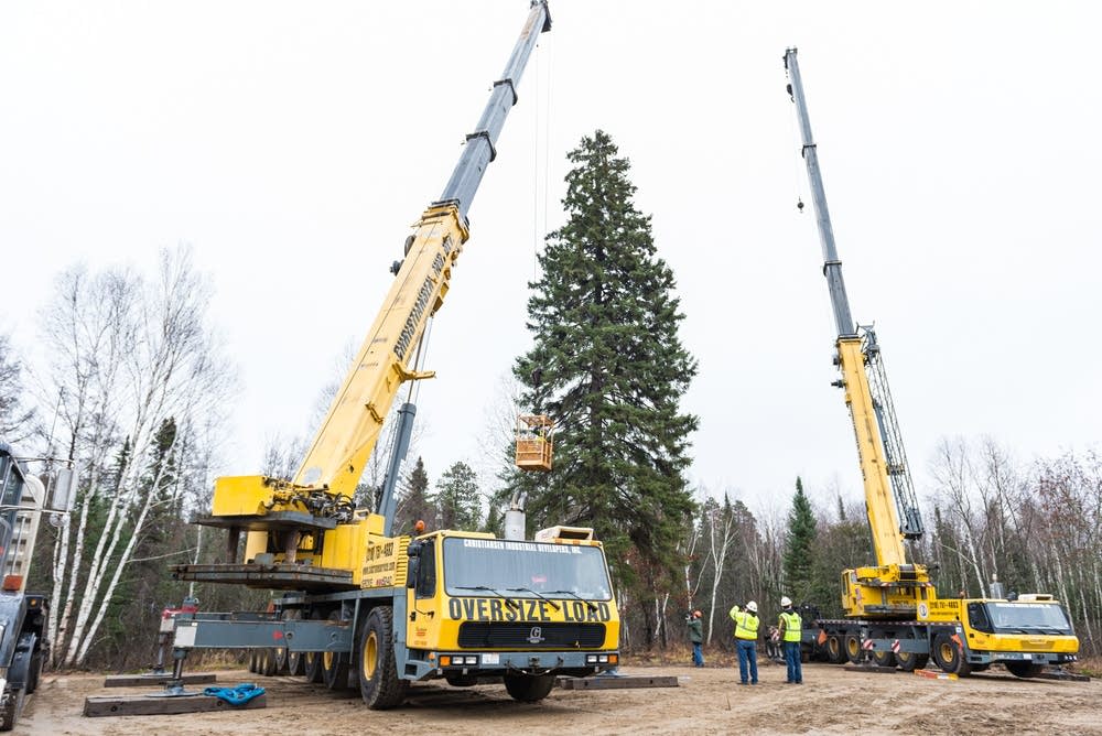 The tree cutting began by securing lines.