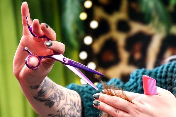 Close-up of purple metal scissors cutting strands of hair.