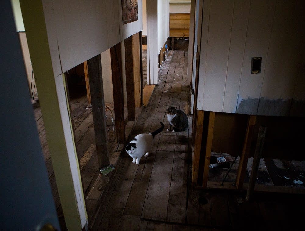 Linda Berg's cats in damaged home
