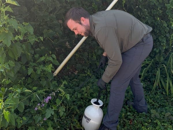 Creeping bellflower: The pretty purple flower taking over Twin Cities gardens