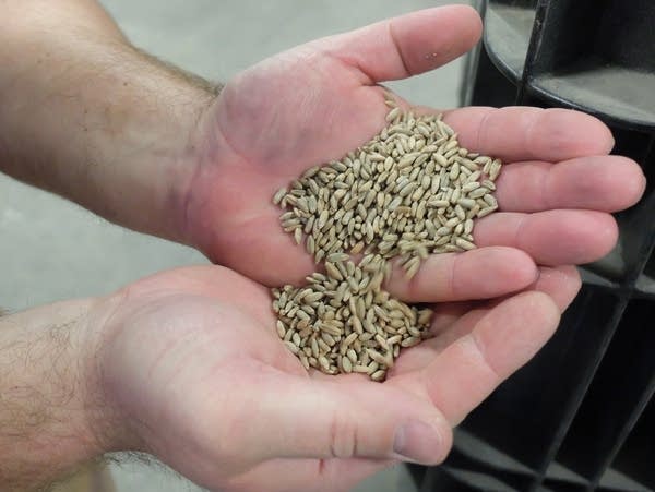 Mike Swanson shows a sample of rye used to make whiskey.