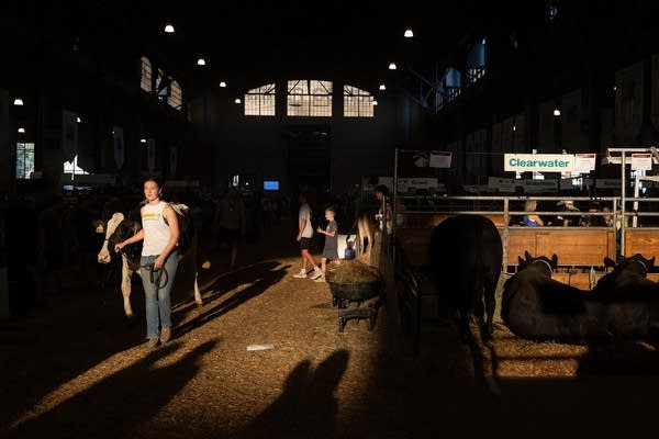 cattle barn at the state fair