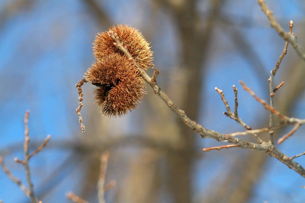 A chestnut burr on a tree at Badgersett Farm
