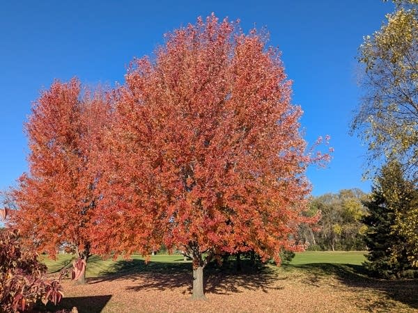 Mild Tuesday gives way to freezing temperatures by the weekend