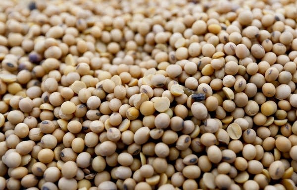 A bucket of yellow soybeans is shown at Deerfield Farms Service.